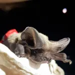 Fast-flying bats rely on late-night updrafts to reach great heights