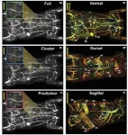 Faster and sharper whole-body imaging of small animals with deep learning 2