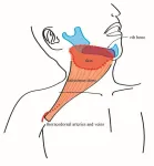 Faster, safer complex head and neck reconstruction with preserved blood supply tissue