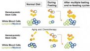 Fasting may help protect against immune-related effects of chemotherapy and aging