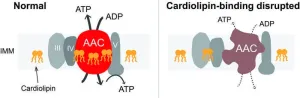 Fat molecule’s inability to bond with shape-shifting protein in cell’s powerhouse linked to an inherited metabolic disease