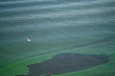 FAU Engineering researchers develop new weapon against harmful algal blooms