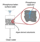 FAU Engineering researchers develop new weapon against harmful algal blooms 2