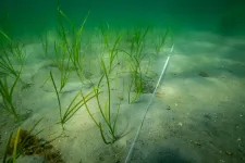 Fauna return rapidly in planted eelgrass meadows