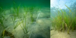 Fauna return rapidly in planted eelgrass meadows 3