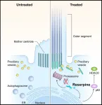 FDA-approved drug shows promise in lab models for blinding childhood disease 