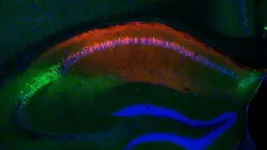 Fearful memories of others seen in mouse brain