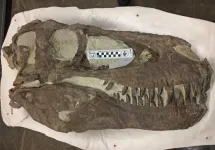 Fearsome tyrannosaurs were social animals, study suggests