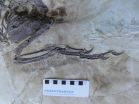 Feathered cousin of 'Jurassic Park' star unearthed in China 3