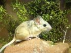 Fecal transplants let packrats eat poison