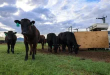 Feeding grazing cattle seaweed cuts methane emissions by almost 40%