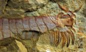 Feeding limbs and nervous system of one of Earths earliest animals discovered