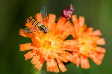 Female hoverflies beat males on long-distance migrations