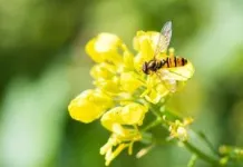 Female hoverflies beat males on long-distance migrations 2