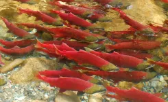 Female salmon are dying at higher rates than male salmon