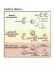 Female sex hormones can protect against the development of some blood disorders