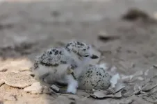 Female snowy plovers are no bad mothers