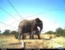 Fences cause ecological meltdown