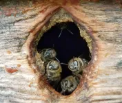 Feral colonies provide clues for enhancing honey bee tolerance to pathogens