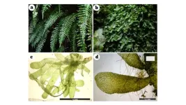 Fern becomes first in suborder to be classed as “independent gametophyte”