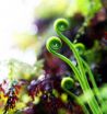 Ferns borrowed genes to flourish in low light