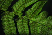 Ferns in the mountains