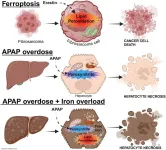 Ferroptosis and intrinsic drug-induced liver injury by acetaminophen and other drugs: a critical evaluation and historical perspective