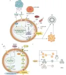 Ferroptosis contributes to immunosuppression