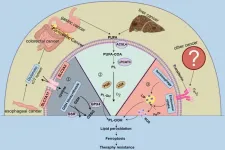 Ferroptosis in regulating treatment tolerance of digestive system tumors