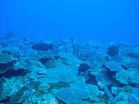 Fertile corals discovered in deeper waters off US Virgin Islands