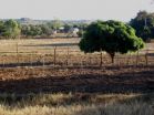 Fertilizer in small doses yields higher returns for less money