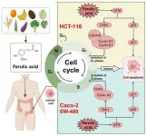 Ferulic acid: a promising ally against colon cancer