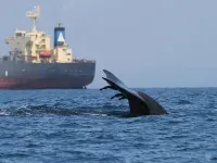 Fewer than 7% of global hotspots for whale-ship collisions have protection measures in place