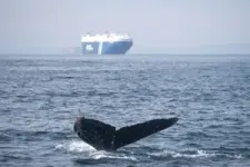 Fewer than 7% of global hotspots for whale-ship collisions have protection measures in place 2