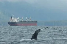 Fewer than 7% of global hotspots for whale-ship collisions have protection measures in place 3