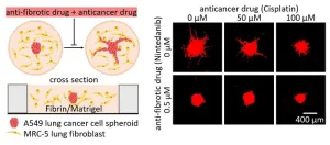 Fibroblast inhibitors assist anti-cancer drugs to suppress cancer growth