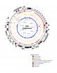 Field guide to the Epstein-Barr virus charts viral paths toward cancer