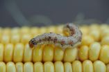 Field study shows how a GM crop can have diminishing success at fighting off insect pest