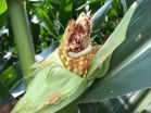 Field study shows how a GM crop can have diminishing success at fighting off insect pest 2