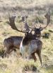 Fight or flight? Vocal cues help deer decide during mating season