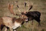 Fight or flight? Vocal cues help deer decide during mating season 2