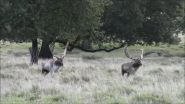 Fight or flight? Vocal cues help deer decide during mating season 3