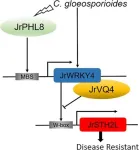 Fighting fungal foes: Walnuts genetic armor against anthracnose revealed