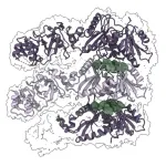 Filament structure activates and regulates CRISPR-Cas ‘protein scissors’