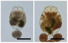 Filling a crucial gap in aquafarming: ion beam breeding to the rescue