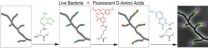 Filming bacterial life in multicolor as a new diagnostic and antibiotic discovery tool