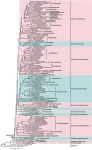 Finding a home for the wandering mushrooms —— Phylogenetic and taxonomic updates of Agaricales