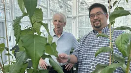 Finding could help turn trees into affordable, greener industrial chemicals