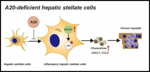 Finding new targets for blocking chronic hepatitis