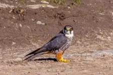 Finding rare birds is never a picnic, contrary to popular Patagonia belief